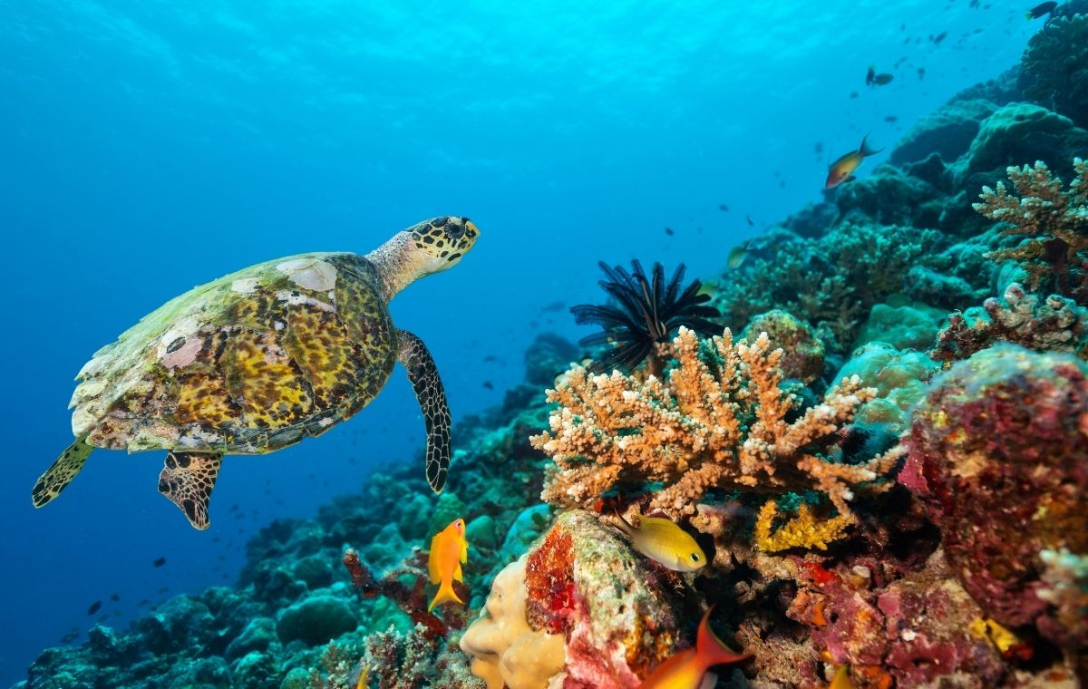 Coral reef in the Anilao marine sanctuary, meters from Vivere Azureâ€™s shore